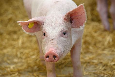 are humans more genetically similar to pigs or cows